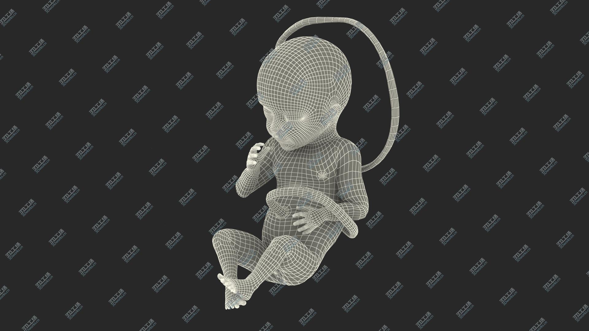 images/goods_img/20210313/3D Human Fetus at 24 Weeks Rigged model/5.jpg